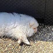 Bugatti participe au concours pour gagner de l'argent avec cette photo : animal, calm, companion, cute, daylight, dog, fluffy, fur, furniture, outdoor, pebble_floor, pet, relaxing, resting, shadow, side_view, small_dog, sunlight, white_dog, woven_furniture