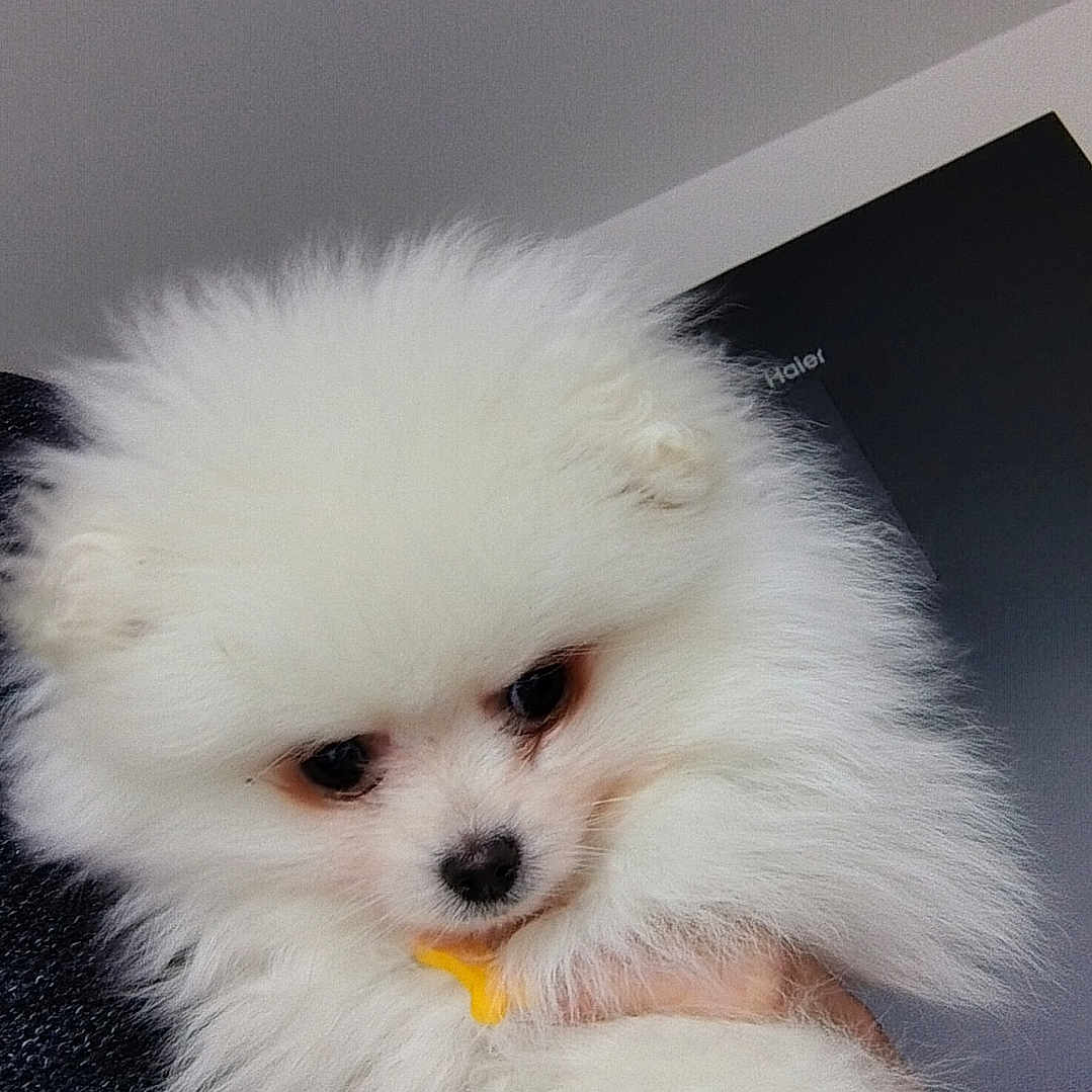 Bugatti a rejoint le concours — aidez-le/la à gagner de superbes lots ! dog, puppy, pomeranian, fluffy, white, pet, cute, small, indoor, animal, fur, face, eyes, nose, hand, holding, portrait, young, domestic_animal, companion