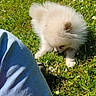 Bugatti participe au concours pour gagner de l'argent avec cette photo : animal, clothing, curious, cute, daylight, dog, flowers, fluffy, grass, greenery, leg, nature, outdoor, pants, person, pet, pomeranian, puppy, small, sunny