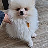 dog, puppy, pomeranian, fluffy, white, floor, wooden_floor, pet, collar, tag, small_dog, indoor, hand, animal, cute, sitting, fur, domestic_animal, chair_legs, pet_tag