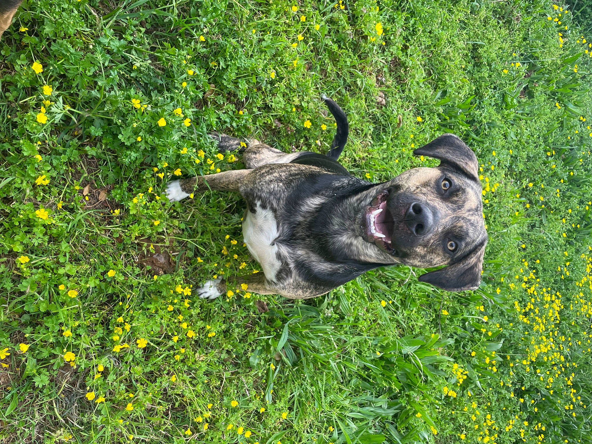 Olive joined the competition — help win amazing prizes! canidae, carnivore, companion_dog, dog, dog_breed, fawn, flower, garden, grass, grassland, groundcover, guard_dog, herbaceous_plant, plant, shrub, snout, sporting_group, tail, working_animal, working_dog