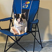 Bubbles joined the competition — help win amazing prizes! dog, french_bulldog, chair, blue_chair, indoor, carpet, pet, seated, looking_at_camera, canine, animal, resting, cute, compact_dog, black_and_white, household, relaxed, furniture, floor, domestic