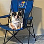 dog, french_bulldog, chair, blue_chair, indoor, carpet, pet, seated, looking_at_camera, canine, animal, resting, cute, compact_dog, black_and_white, household, relaxed, furniture, floor, domestic