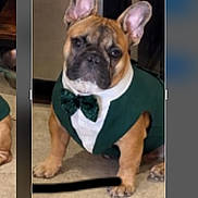Bernie a rejoint le concours — aidez-le/la à gagner de superbes lots ! dog, french_bulldog, pet, animal, portrait, sitting, costume, tuxedo, bow_tie, green_clothing, indoors, carpet, brown_fur, black_muzzle, upright_ears, camera_facing, funny, cute, smartphone_screen, photo_editing