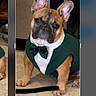 dog, french_bulldog, pet, animal, portrait, sitting, costume, tuxedo, bow_tie, green_clothing, indoors, carpet, brown_fur, black_muzzle, upright_ears, camera_facing, funny, cute, smartphone_screen, photo_editing
