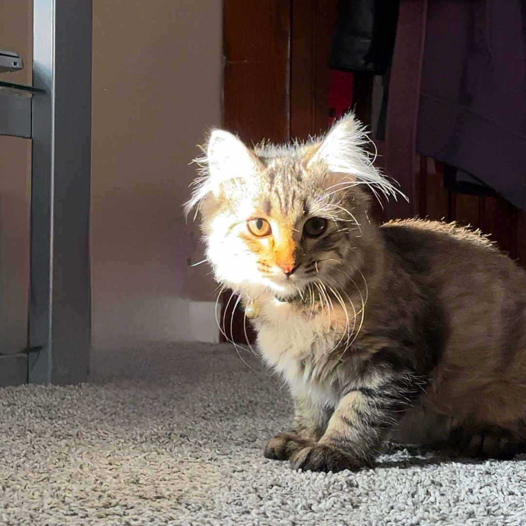 Cleo joined the competition — help win amazing prizes! angora, animal, architecture, building, cat, door, face, furniture, hardwood, head, indoors, interiordesign, kitten, lighting, manx, person, pet, photography, portrait, wood
