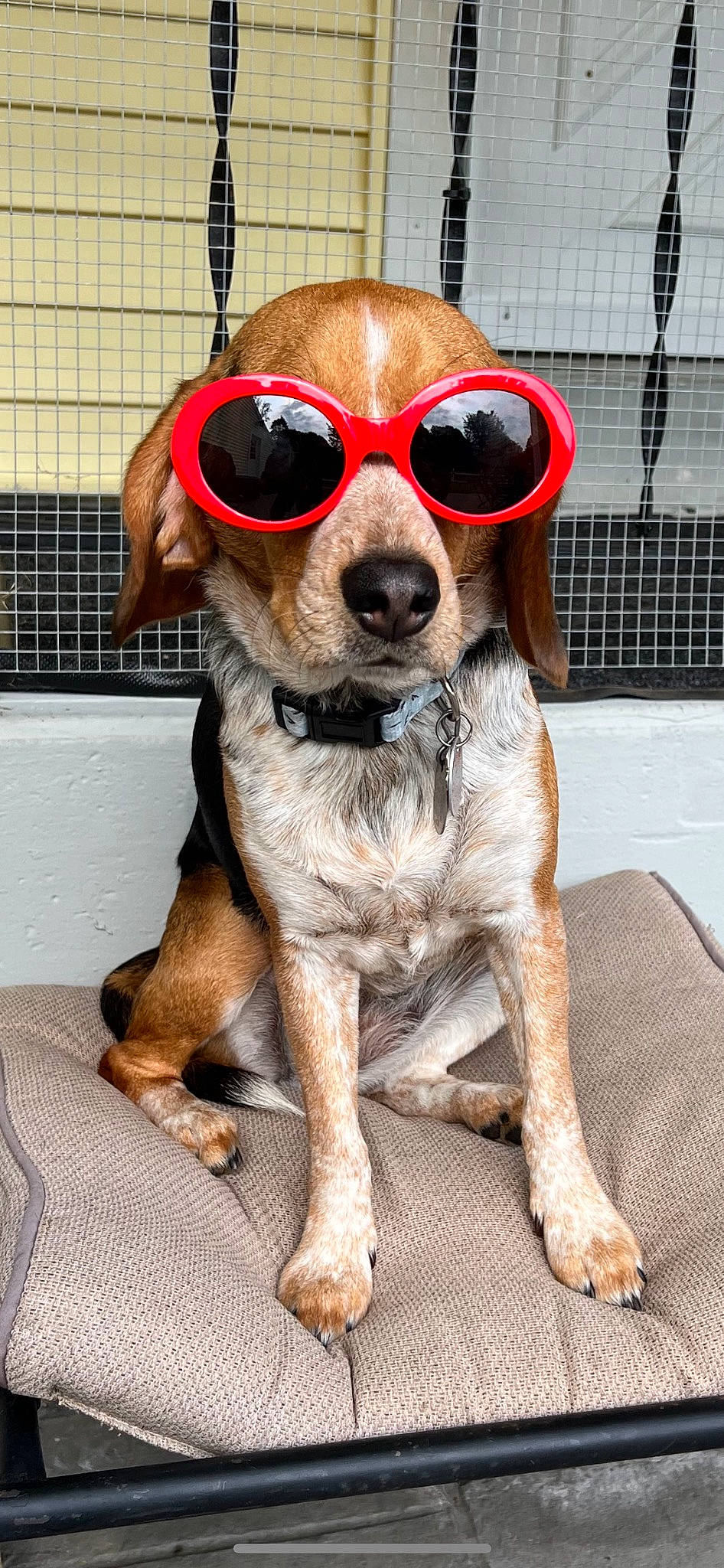 Cha Cha joined the competition — help win amazing prizes! carnivore, collar, companion_dog, dog, dog_breed, dog_clothes, dog_collar, dog_supply, eyewear, fawn, fur, goggles, leash, liver, mesh, personal_protective_equipment, pet_supply, sunglasses, whiskers, working_animal