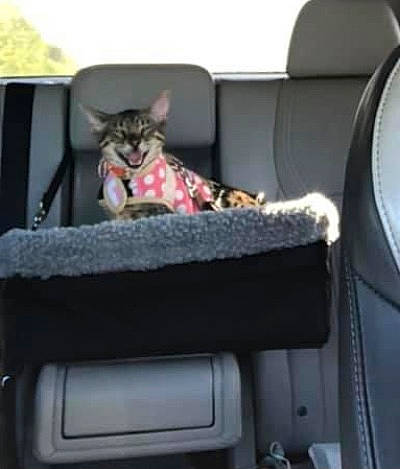 Nala joined the competition — help win amazing prizes! auto_part, automotive_design, automotive_exterior, car_seat, car_seat_cover, carnivore, cat, comfort, family_car, felidae, head_restraint, luxury_vehicle, motor_vehicle, personal_luxury_car, sitting, small_to_medium_sized_cats, tail, vehicle, vehicle_door, whiskers