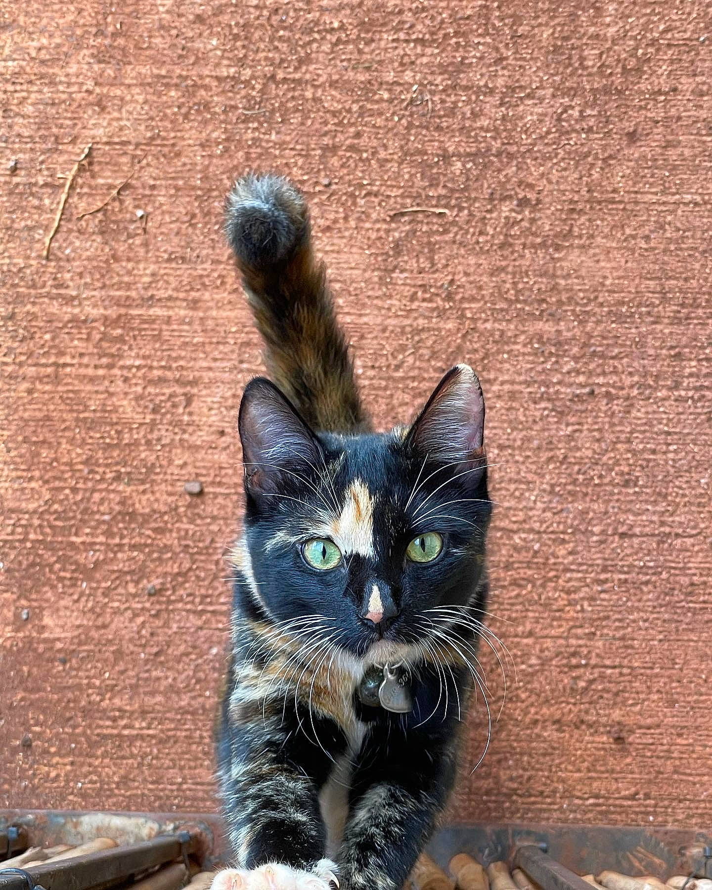 Mi-mi joined the competition — help win amazing prizes! beige, brick, brickwork, carnivore, cat, domestic_short_haired_cat, felidae, fur, kitten, pet_supply, small_to_medium_sized_cats, snout, terrestrial_animal, vertebrate, whiskers