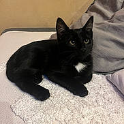 Billy participe au concours pour gagner de l'argent avec cette photo : animal, bed, black_cat, blanket, cat, cozy, cute, domestic, ears, eyes, feline, fur, home, indoor, pet, pillow, relaxing, resting, whiskers, white_patch