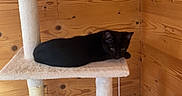 Billy a rejoint le concours — aidez-le/la à gagner de superbes lots ! animal, black_cat, cat_perch, cat_toy, cat_tree, cozy, cute, domestic_cat, feline, hanging_ball, home_interior, indoor, pet, plush, quiet, relaxed, resting, scratching_post, soft_texture, wooden_wall