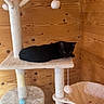 animal, black_cat, cat_perch, cat_toy, cat_tree, cozy, cute, domestic_cat, feline, hanging_ball, home_interior, indoor, pet, plush, quiet, relaxed, resting, scratching_post, soft_texture, wooden_wall