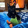 Billy participe au concours pour gagner de l'argent avec cette photo : animal, black_cat, blue_blanket, cozy, cute, domestic_cat, ears, eyes, furniture, indoor, kitten, living_room, person_on_tv, pet, playful, plush_toy, soft_toy, television, window, wooden_wall