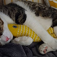 Professor Waffles is registered to the contest to win money with this photo: cat, tabby_cat, sleeping, couch, plush_toy, fish_toy, blanket, pillow, indoor, cozy, pet, fur, pink_nose, paw, resting, domestic_cat, cute, animal, relaxed, home