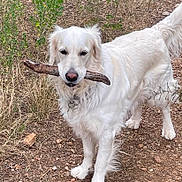 Zoé participe au concours pour gagner de l'argent avec cette photo : dog, white_dog, stick, outdoor, nature, grass, dirt, animal, pet, canine, fur, playful, standing, collar, ears, tail, snout, eyes, ground, bushes
