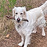 dog, white_dog, stick, outdoor, nature, grass, dirt, animal, pet, canine, fur, playful, standing, collar, ears, tail, snout, eyes, ground, bushes