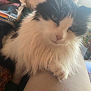 Booboo is registered to the contest to win money with this photo: cat, black_and_white_cat, long_hair, furry, close_up, pet, indoor, sofa, couch, paw, whiskers, portrait, sleepy, cozy, person_partial, tshirt, colorful_print, window, beads, blanket