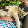 Booboo is registered to the contest to win money with this photo: cat, black_and_white_cat, pet, bracelet, beads, wrist, arm, hand, person, pajama, plaid, jersey, couch, cushion, fur, sleeping, nap, cozy, indoor, close_up