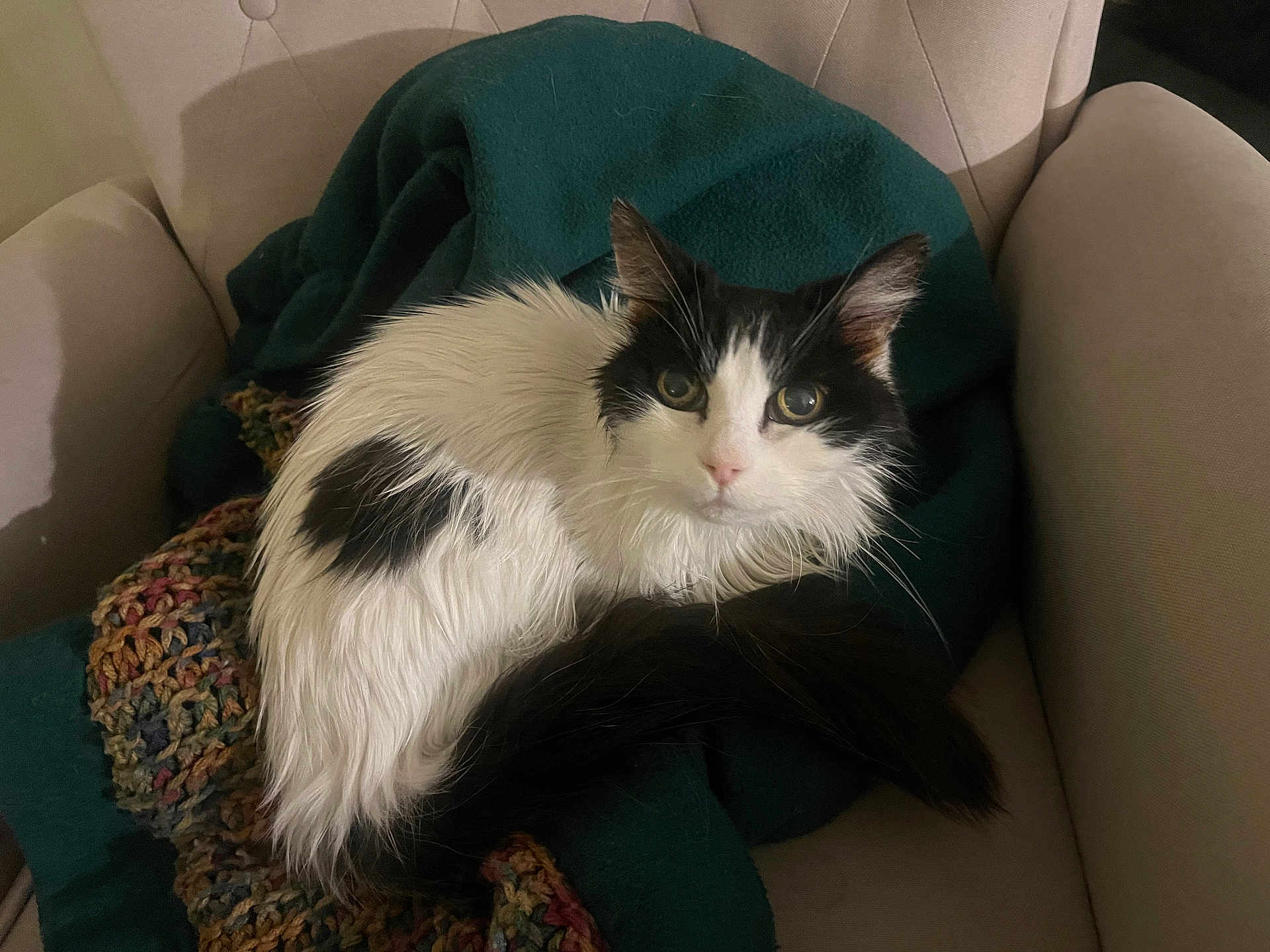 Booboo is registered to the contest to win money with this photo: cat, black_and_white_cat, long_hair, fur, whiskers, green_blanket, crocheted_blanket, armchair, upholstery, indoor, pet, tail, cute, looking_at_camera, golden_eyes, relaxed, cozy, chair, soft_lighting, home