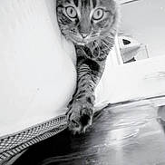 Selina joined the competition — help win amazing prizes! animal, black_and_white, cat, close_up, couch, cozy, curious, feline, floor, fur, heart_icon, home, indoor, paw, pet, portrait, relaxed, stretching, tabby, whiskers