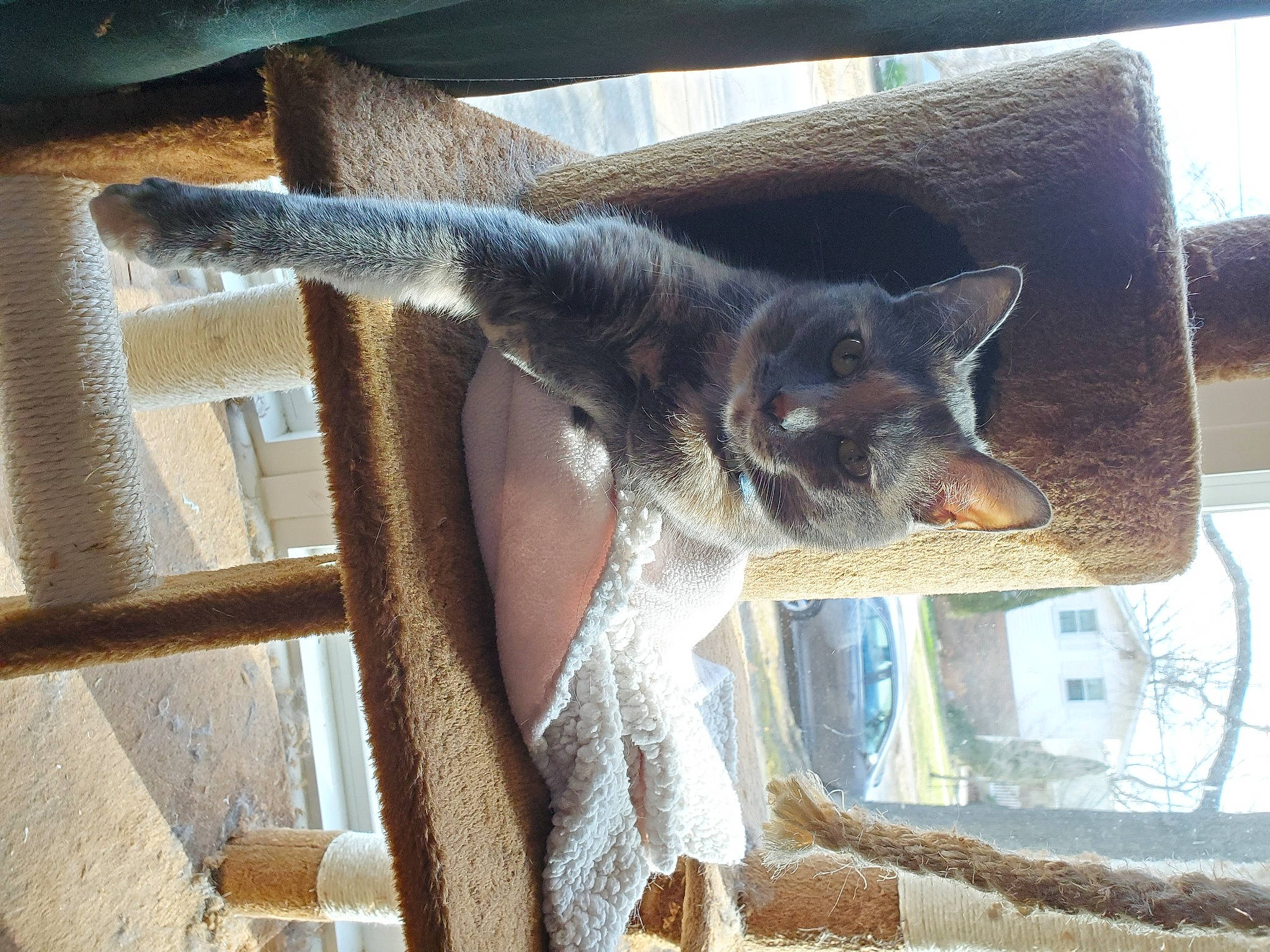 Bitsy joined the competition — help win amazing prizes! carnivore, cat, cat_supply, domestic_short_haired_cat, fawn, felidae, fur, plant, small_to_medium_sized_cats, snout, tail, terrestrial_animal, tree, whiskers, window, wood