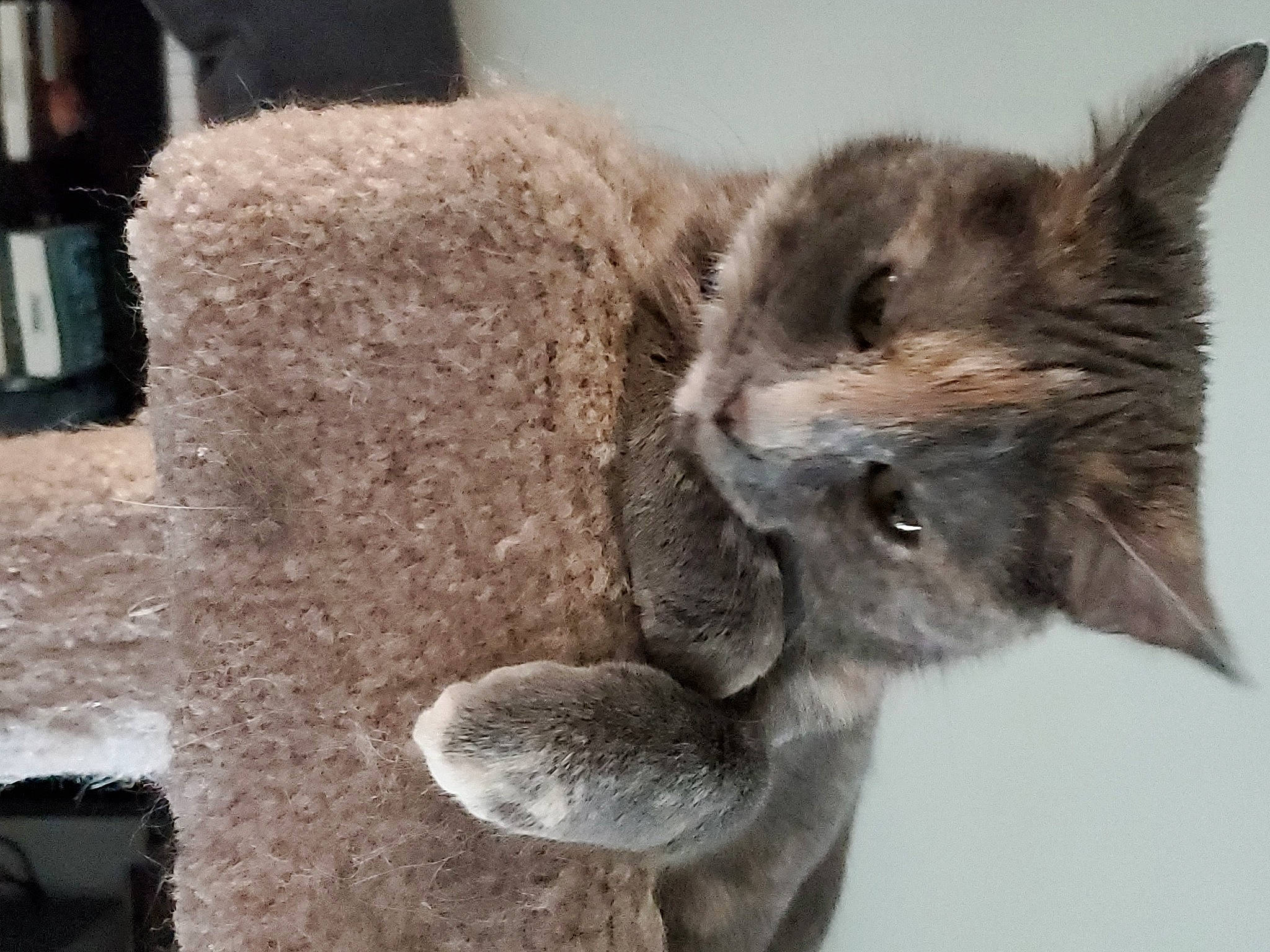 Bitsy is registered to the contest to win money with this photo: carnivore, cat, domestic_rabbit, domestic_short_haired_cat, ear, fawn, felidae, fur, korat, rabbit, rabbits_and_hares, russian_blue, small_to_medium_sized_cats, whiskers