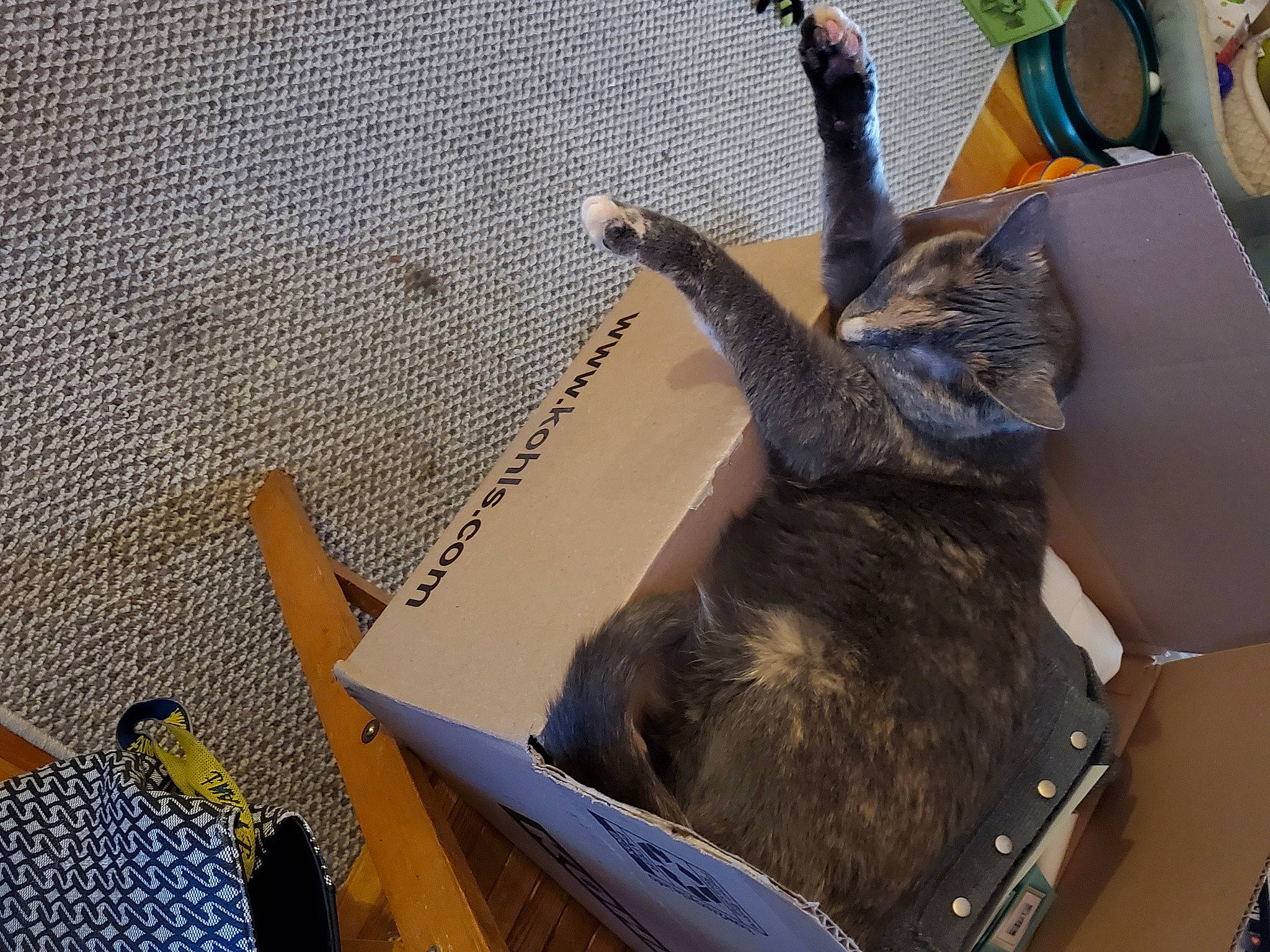 Bitsy joined the competition — help win amazing prizes! carnivore, cat, felidae, russian_blue, small_to_medium_sized_cats, tail