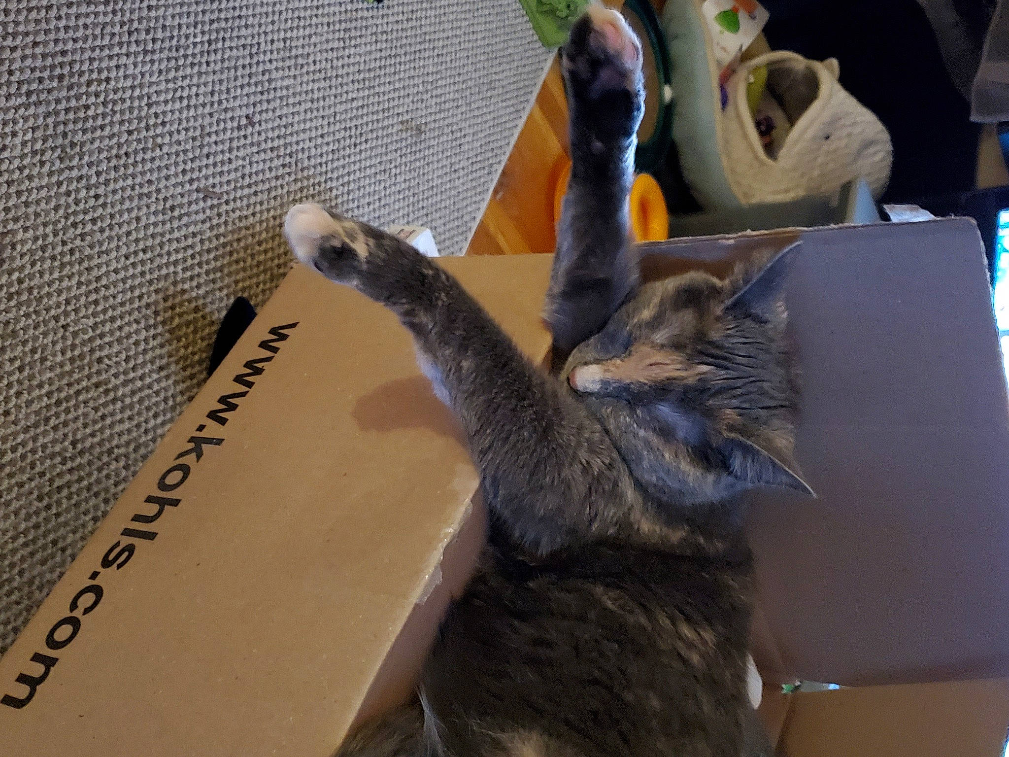 Bitsy is registered to the contest to win money with this photo: carnivore, cat, claw, felidae, russian_blue, small_to_medium_sized_cats, tail