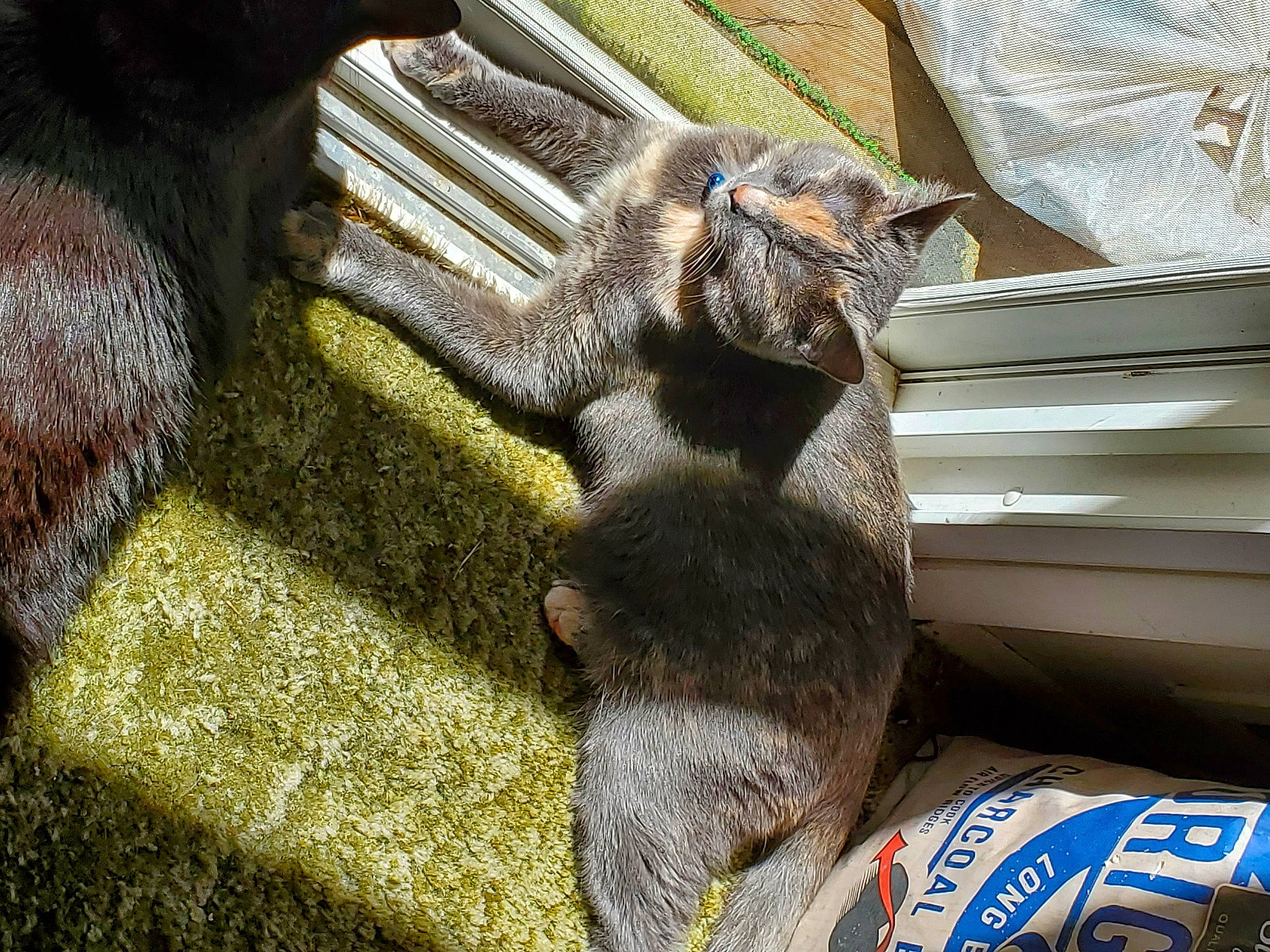 Bitsy joined the competition — help win amazing prizes! claw, russian_blue, snout, whiskers