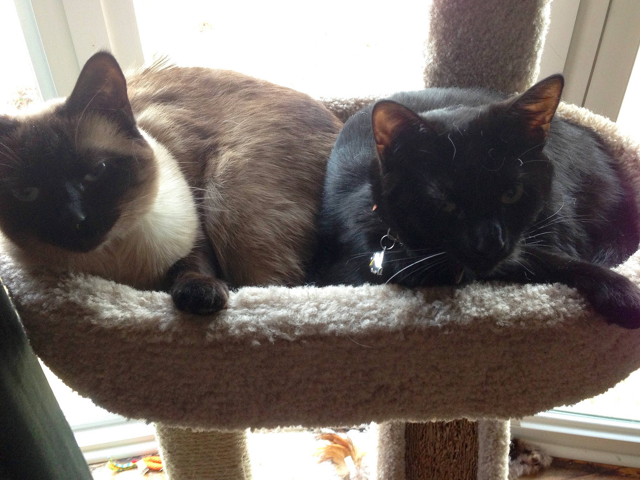 Frappé joined the competition — help win amazing prizes! asian, black_cat, burmese, carnivore, cat, domestic_short_haired_cat, felidae, kitten, mammal, polydactyl_cat, siamese, small_to_medium_sized_cats, snowshoe, thai, tonkinese, whiskers