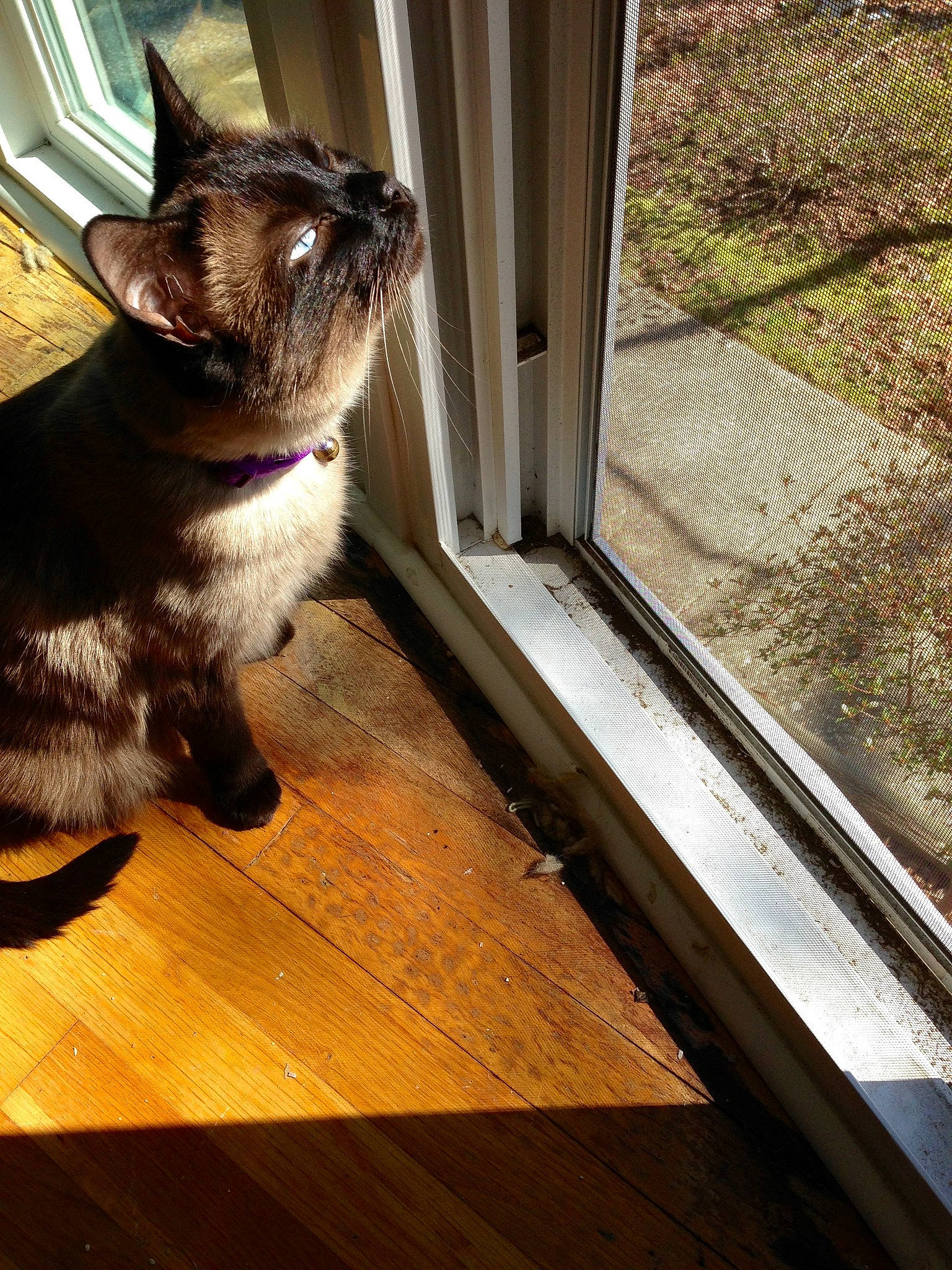 Frappé is registered to the contest to win money with this photo: canidae, carnivore, cat, dog_breed, door, fawn, felidae, floor, french_bulldog, fur, hardwood, pug, small_to_medium_sized_cats, snout, stairs, tail, whiskers, window, wood