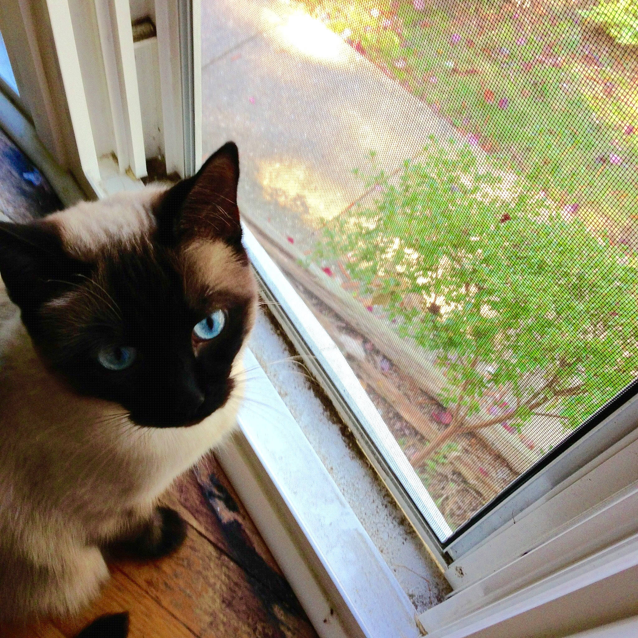 Frappé joined the competition — help win amazing prizes! balinese, black_cat, burmese, carnivore, cat, domestic_short_haired_cat, eye, fawn, felidae, kitten, ojos_azules, siamese, small_to_medium_sized_cats, snowshoe, tail, thai, tonkinese, whiskers, window