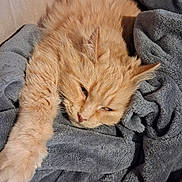 Aela a rejoint le concours — aidez-le/la à gagner de superbes lots ! cat, orange_cat, fluffy, stretching, paw, blanket, gray_blanket, cozy, sleepy, relaxed, indoor, feline, fur, pet, cute, resting, soft_texture, close_up, comfort, home