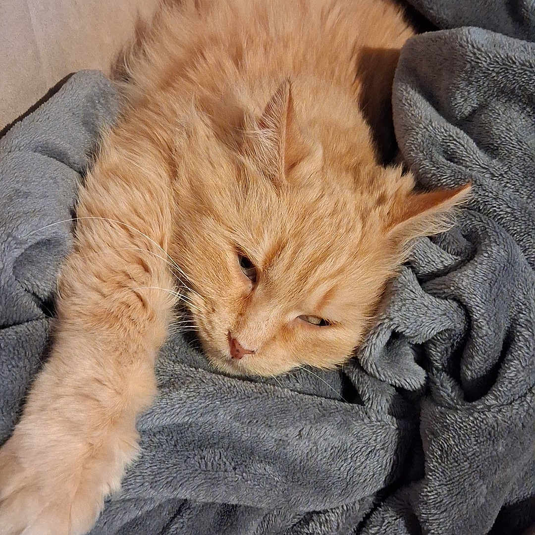 Aela a rejoint le concours — aidez-le/la à gagner de superbes lots ! blanket, cat, close_up, comfort, cozy, cute, feline, fluffy, fur, gray_blanket, home, indoor, orange_cat, paw, pet, relaxed, resting, sleepy, soft_texture, stretching