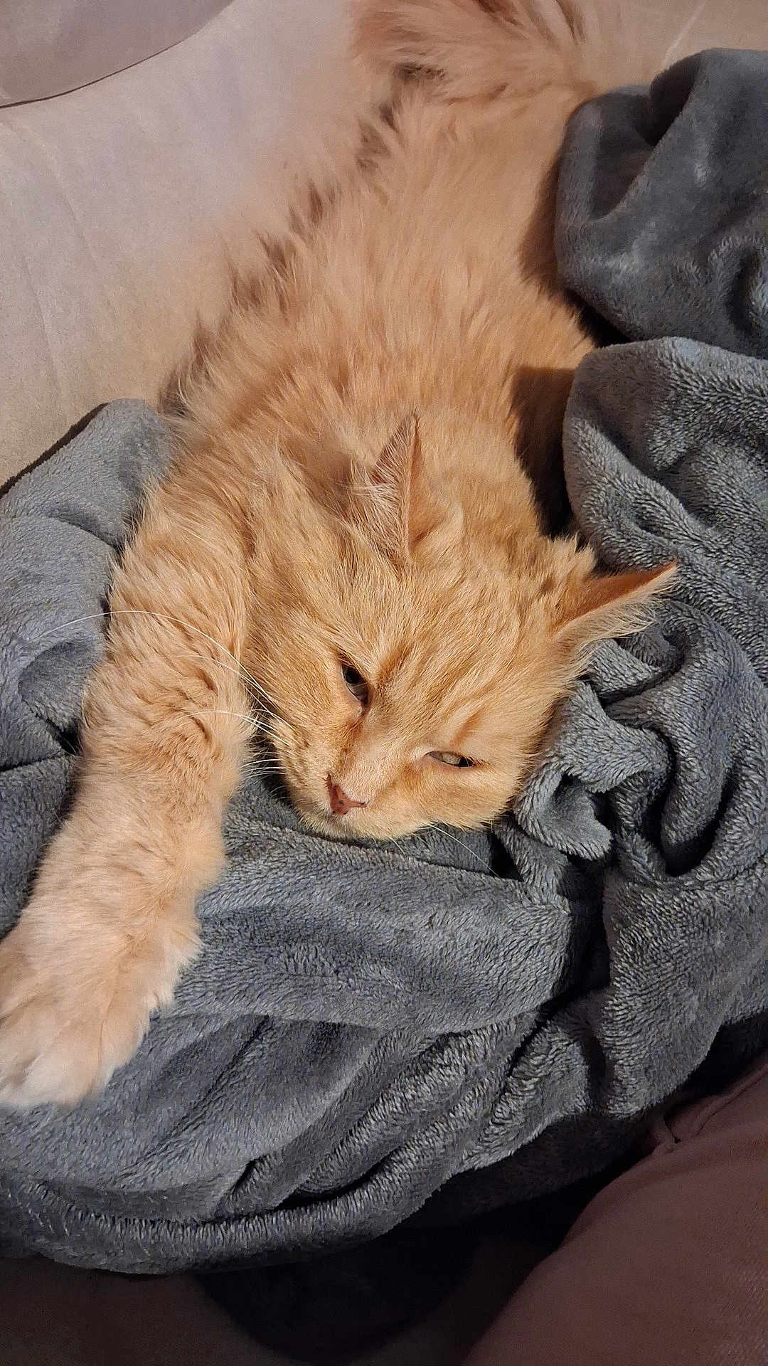 Aela a rejoint le concours — aidez-le/la à gagner de superbes lots ! cat, orange_cat, fluffy, stretching, paw, blanket, gray_blanket, cozy, sleepy, relaxed, indoor, feline, fur, pet, cute, resting, soft_texture, close_up, comfort, home