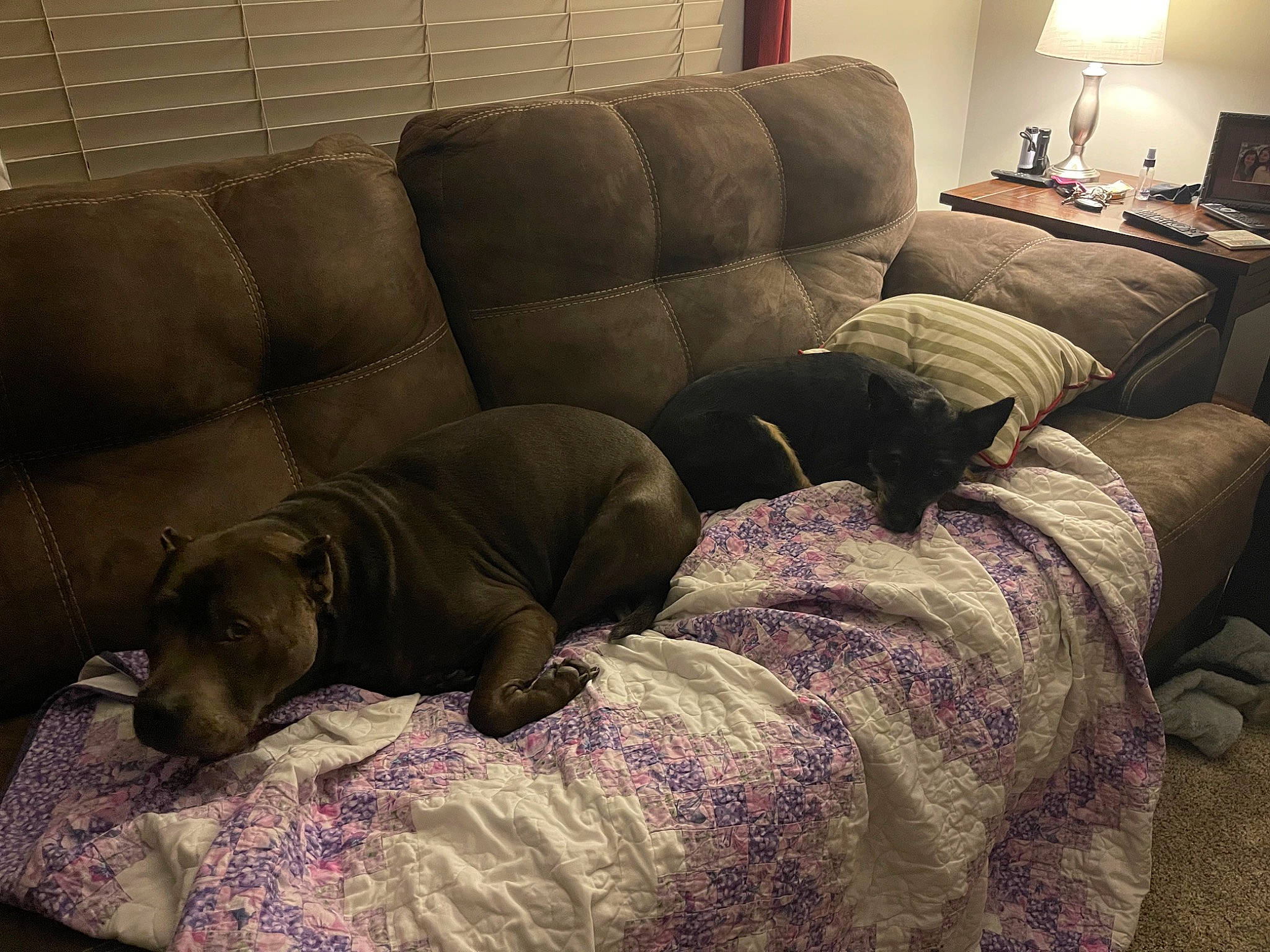 Chop joined the competition — help win amazing prizes! carnivore, comfort, companion_dog, couch, dog, dog_breed, fawn, floor, flooring, grey, hardwood, lamp, lighting, liver, living_room, picture_frame, room, studio_couch, wood, working_animal