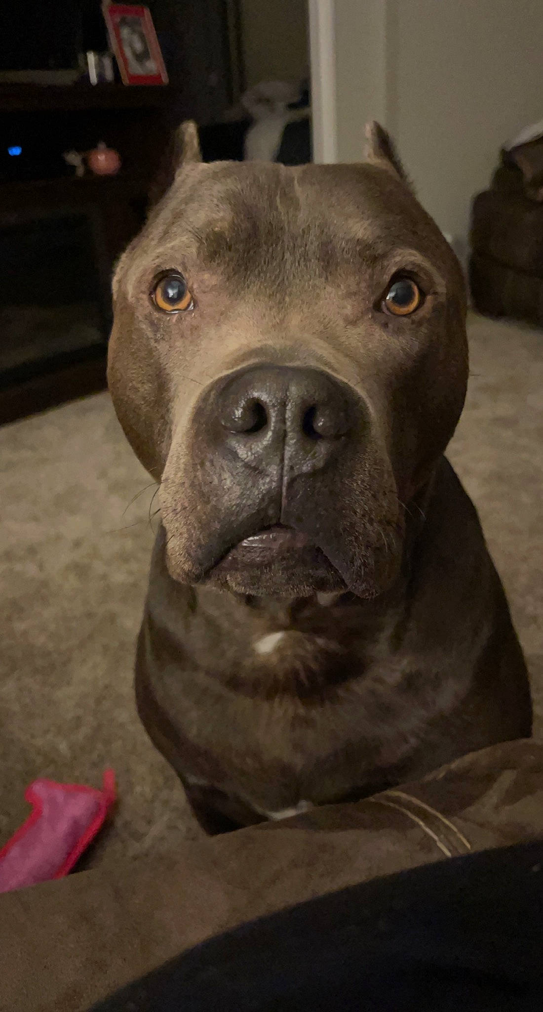 Chop is registered to the contest to win money with this photo: ancient_dog_breeds, canidae, carnivore, companion_dog, dog, dog_breed, fawn, fur, guard_dog, liver, metal, molosser, non_sporting_group, snout, sporting_group, terrestrial_animal, whiskers, working_animal, working_dog