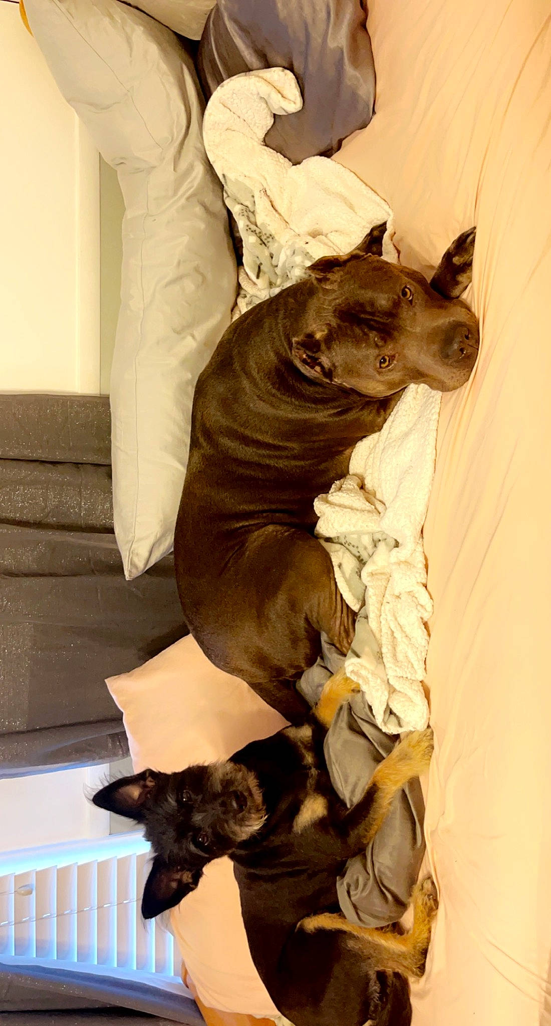 Chop joined the competition — help win amazing prizes! art, carnivore, comfort, companion_dog, dog, dog_breed, fawn, felidae, fur, grey, guard_dog, linens, liver, snout, sporting_group, tail, toy_dog, whiskers, working_animal, wrinkle