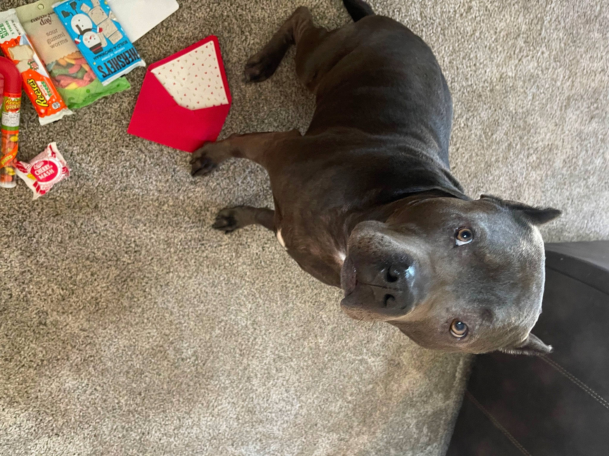 Chop is registered to the contest to win money with this photo: carmine, carnivore, collar, comfort, companion_dog, dog, dog_breed, fawn, liver, non_sporting_group, pet_supply, snout, sporting_group, terrestrial_animal, whiskers, working_animal