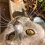 animal, cat, close_up, curious, daylight, face, fur, garden, golden_eyes, gray_cat, hand, nature, outdoor, pet, plant_pot, portrait, reflection, soil, sunlight, whiskers