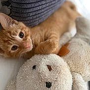 Mango joined the competition — help win amazing prizes! adorable, animal, bed, cat, closeup, cozy, cute, feline, indoor, kitten, orange_cat, pet, pillow, plush_toy, resting, sleepy, snuggling, soft, stuffed_animal, tabby