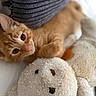adorable, animal, bed, cat, closeup, cozy, cute, feline, indoor, kitten, orange_cat, pet, pillow, plush_toy, resting, sleepy, snuggling, soft, stuffed_animal, tabby
