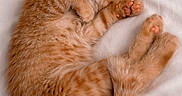 Mango joined the competition — help win amazing prizes! adorable, animal, bed, blanket, cat, cozy, cute, domestic_cat, feline, fur, kitten, nose, orange_tabby, paw, pet, relaxed, resting, sleeping, soft, whiskers