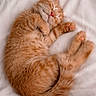 Mango joined the competition — help win amazing prizes! kitten, cat, sleeping, orange_tabby, fur, pet, cute, animal, resting, whiskers, paw, nose, bed, blanket, soft, cozy, feline, domestic_cat, adorable, relaxed