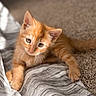 Mango is registered to the contest to win money with this photo: kitten, orange_cat, young_cat, pet, feline, cute, curious, indoor, carpet, blanket, soft_texture, whiskers, paws, fur, animal, close_up, domestic_cat, relaxed, young_animal, playful