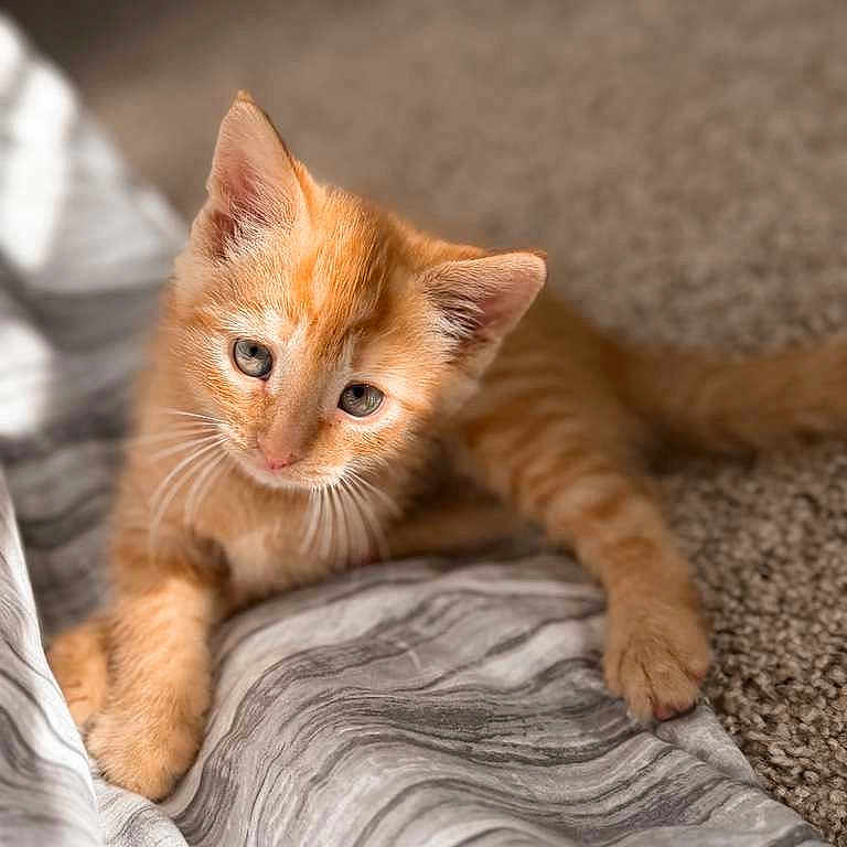Mango is registered to the contest to win money with this photo: kitten, orange_cat, young_cat, pet, feline, cute, curious, indoor, carpet, blanket, soft_texture, whiskers, paws, fur, animal, close_up, domestic_cat, relaxed, young_animal, playful