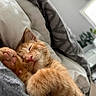 Mango joined the competition — help win amazing prizes! blanket, cat, closeup, comfort, cozy, ear, feline, fur, home, indoor, nose, orange_tabby, paw, pet, pillows, relaxed, resting, sleeping, soft, whiskers