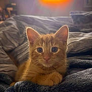 Mango joined the competition — help win amazing prizes! kitten, cat, orange_cat, pet, animal, cute, feline, fluffy, blanket, cozy, indoor, resting, young_animal, warm_light, soft_texture, comfort, fur, ears, whiskers, closeup