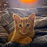 kitten, cat, orange_cat, pet, animal, cute, feline, fluffy, blanket, cozy, indoor, resting, young_animal, warm_light, soft_texture, comfort, fur, ears, whiskers, closeup