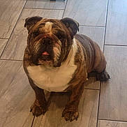 Belial joined the competition — help win amazing prizes! bulldog, dog, pet, animal, indoor, floor, tile_floor, brown, white, wrinkles, face, ears, crate, looking_up, sitting, canine, domestic_animal, companion, cute, portrait